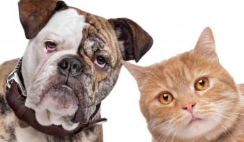 Tem ou quer ter um animal de estimação?