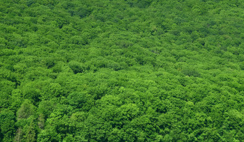 O que está em jogo na Amazônia? Entenda o decreto de Temer