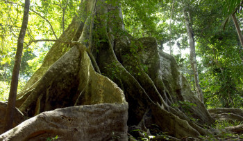 A natureza não tem preço… mas precisamos dar um