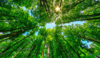 Precisamos escolher entre economia e meio ambiente?