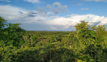 Esperança renovada: a busca pela preservação da Amazônia
